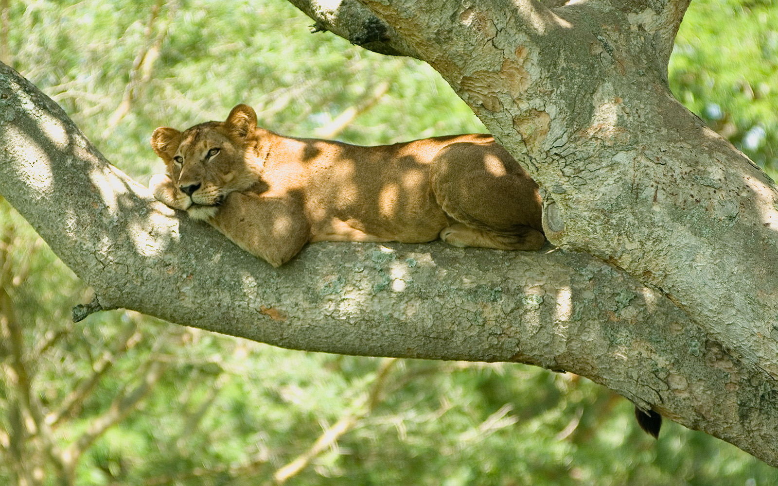 Pearl of Africa Grand Tour